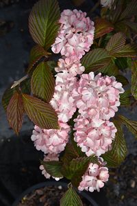 Pink Japanese Snowball